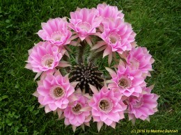 Echinopsis Hybride 032